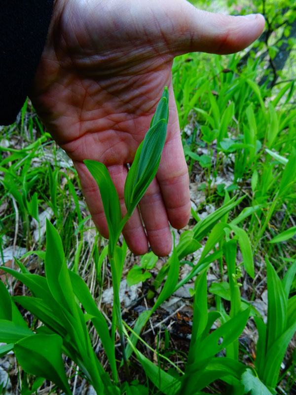 Convallaria majalis - Veratrum album e Cypripedium calceolus